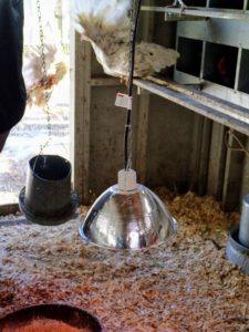 This hanging lamp is perfectly safe and heats the coop just fine; however when the birds fly from one side to the other, they often hit the lamps, which could potentially break the bulbs and cause harm to the flock.