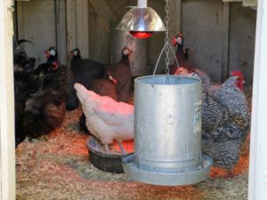 Chickens do well huddling together in their coops, but during extremely chilly winters, I use additional heat-producing bulbs that can safely warm them. Inside this coop, you can see a hanging feeder as well as the heat lamp behind it above an additional dish of food.