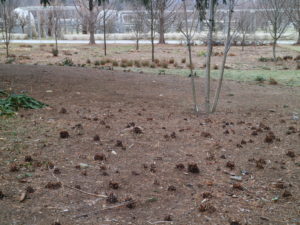Here is an area not yet covered with composted manure.