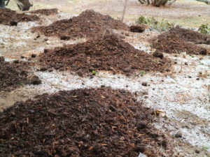 The composted manure is placed in clumps and then a two to three inch layer is spread evenly throughout the ornamental garden beds.