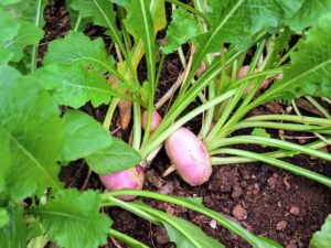 Such beautiful growing turnips. When harvesting, we always gently remove the surrounding earth first to see if the vegetables are big enough. If not, we push the soil back into place.
