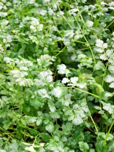Cilantro, Coriandrum sativum, is also known commonly as coriander or Chinese parsley. Coriander is actually the dried seed of cilantro. Cilantro is a popular microgreen garnish that complements meat, fish, poultry, noodle dishes and soups.