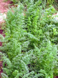 Here are the carrots - looking very green and lush. While carrots are a common vegetable throughout the world, the first cultivated carrot in recorded history is thought to have come from the area around Afghanistan around 900 AD.