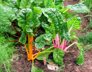 Swiss chard is a tall leafy vegetable that's part of the goosefoot family - aptly named because the leaves resemble a goose’s foot.