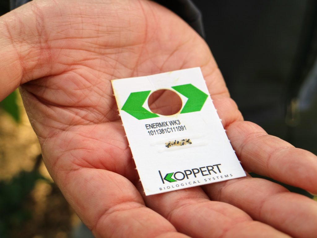 Using Beneficial Insects from Koppert Biological Systems The Martha