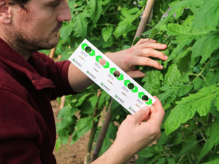 Using Beneficial Insects from Koppert Biological Systems The Martha