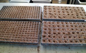 You can see the small indentations in each compartment – this is where the seeds will be planted.