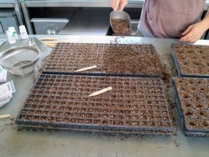 Once the seeds are dropped, Ryan adds an additional light layer of soil mix, so the seeds are completely covered. Insert the appropriate labels, so there’s no confusion later.