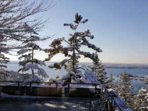 This year, we did quite a bit of cloud pruning, so the tall trees did not obstruct the wonderful views of the water. Cloud pruning is a Japanese method of training trees and shrubs into shapes resembling clouds. This spruce tree was one of the ones that got pruned.