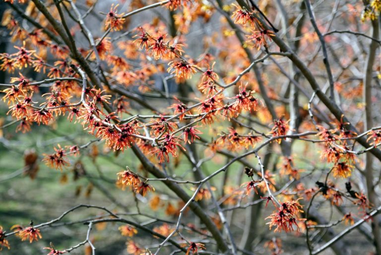 Blooming Witch Hazel The Martha Stewart Blog