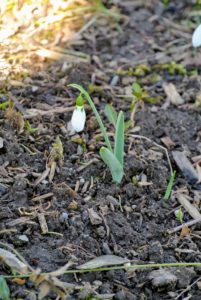 Snowdrops are the early spring flowering bulbs that open between January and March. We started seeing these blooms last week here at the farm.