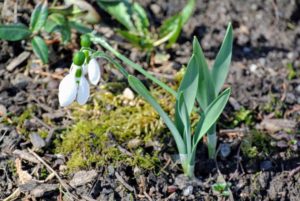 These flower heads can be ‘single’ – one layer of petals – or ‘double’ – multiple layers of petals. The snowdrop's grassy foliage is a vibrant light green.