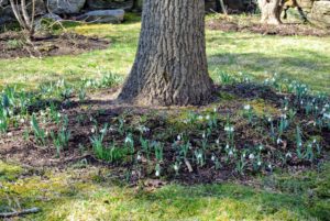 Even though they are dormant during summer months, snowdrops do enjoy the summer shade and should be planted in moist but well-drained soil under trees, shrubs or on the shady side of the house.