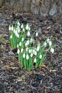 Galanthus nivalis is native to a large area of Europe, stretching from the Pyrenees in the west, through France and Germany to Poland in the north, Italy, northern Greece, Bulgaria, Romania, Ukraine, and European Turkey.