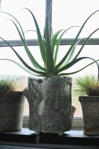 Here is the smaller sized Faux Bois Planter with an aloe planted inside - it is sitting on the windowsill in my head house.