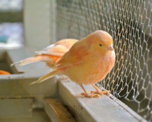 These birds also love sitting on the side ledges, so they can see outside the window.