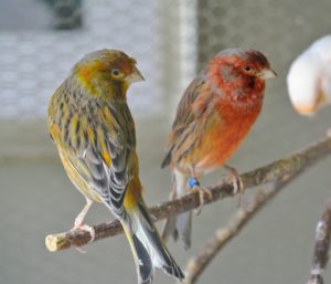 I recently added these two beautiful male brown canaries to the flock - they are so handsome.