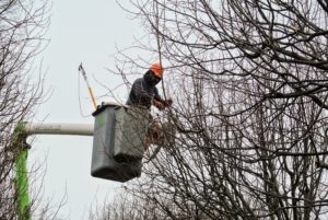 This entire process takes a full day to do properly by hand, but it is all well worth the efforts to have well-manicured, healthy trees.