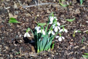 In British folklore, snowdrops have come to symbolize hope and purity.