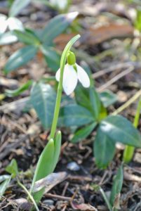 Have your snowdrops emerged around your home? What are your favorite harbingers of spring? Share your comments below - I always enjoy reading them.