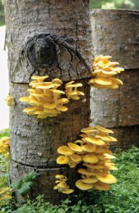 Golden oyster mushrooms, Pleurotus cornucopiae, are luminous citrine yellow mushrooms with a tangy flavor that's perfect in small quantities as an edible garnish. This mushroom lightens in color when sautéed. (Photo provided by Field & Forest Products)