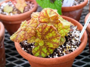 Begonia 'Northern Lights' has golden-bronze, deeply spiraled leaves that change color with the seasonal light. Begonia ‘Northern Lights’ is one of Logee's own hybrids.