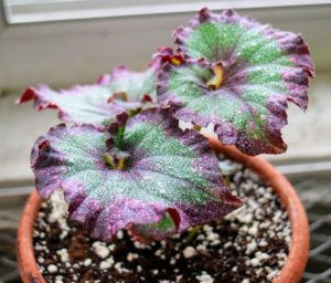 The burgundy and green colors make Begonia ‘Emerald Wave’ a big favorite. The vibrant burgundy color is present in both juvenile and mature leaves and its striking color combination adds flair to any partially sunny windowsill.