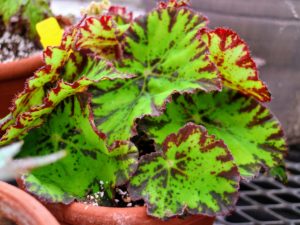Begonias should be grown in well-drained soil and it’s best to allow the soil to dry out between waterings.
