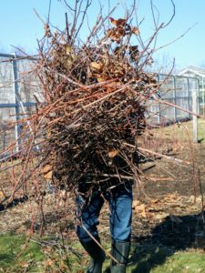 Pruning the berries takes some time, which is why we do it over a course of days in between other more time sensitive tasks. Here's Fernando carrying trimmed branches to the all-terrain vehicle. They will be taken to the compost yard and added to the pile for chipping.