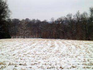 This clearing is a hayfield. I have photographed this field many times through the seasons.