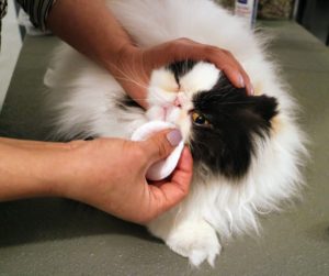 First, Sanu cleans Tang's face with a damp cotton pad - especially in between the creases. This helps to prevent possible tear staining.