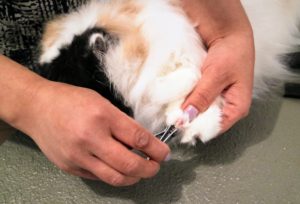 Finally, Sanu checks to see if any of Tang's nails need trimming.