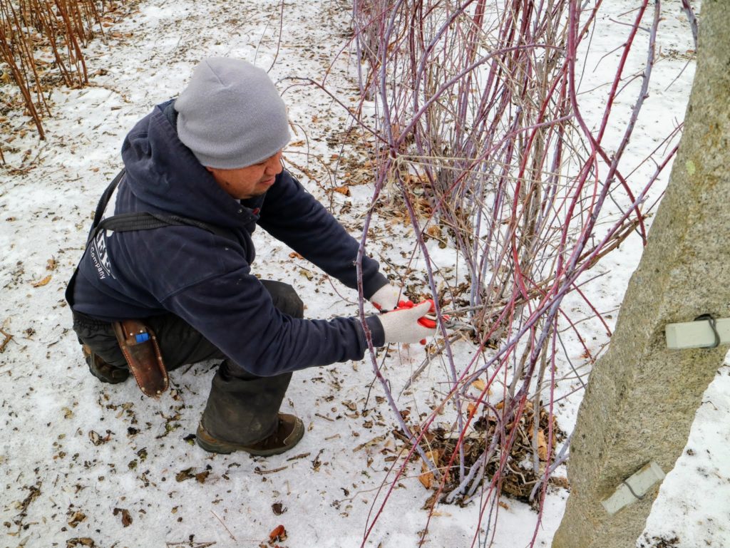Pruning My Black Raspberry Bushes The Martha Stewart Blog