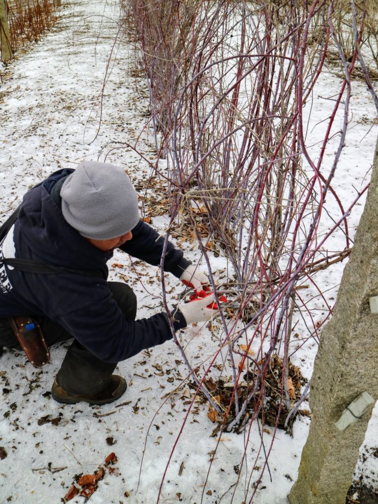 Pruning My Black Raspberry Bushes - The Martha Stewart Blog