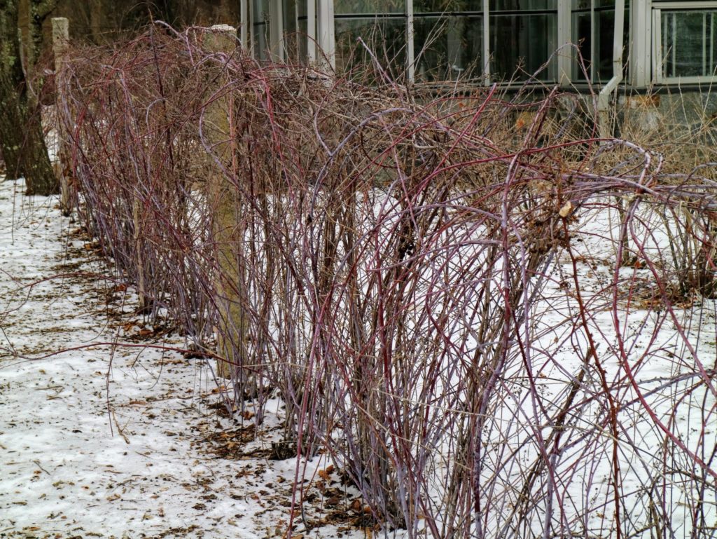 Pruning My Black Raspberry Bushes The Martha Stewart Blog