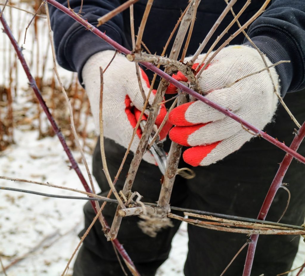 Pruning My Black Raspberry Bushes - The Martha Stewart Blog