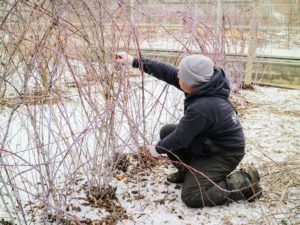 Raspberries bear fruit on two-year old canes, the canes that sprouted last season - if you're thinking of planting black raspberries, be sure they are at least two feet apart in a row, and that you have ample access to both sides.