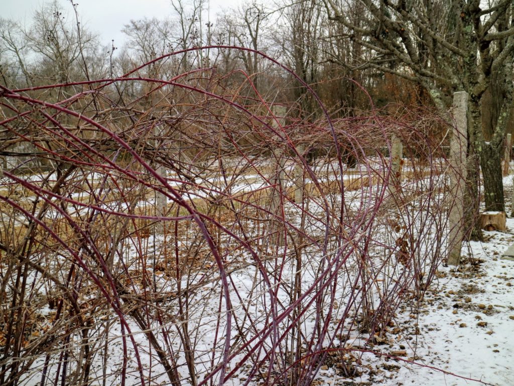 Pruning My Black Raspberry Bushes The Martha Stewart Blog