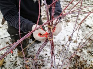 Wilmer ties some canes to each other to add support. Black raspberry canes are filled with tiny sharp thorns, so it is always best to work with a good pair of gloves when doing this job.