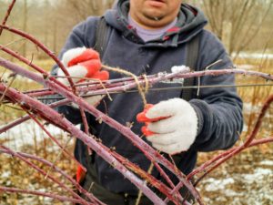 Wilmer secures the canes to the wire, to give the bush shape, and to train the cane to go in the horizontal direction – this makes picking the berries so much easier.