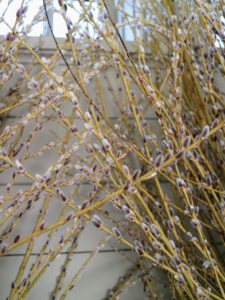This is Purple Heirloom. It has attractive blonde bark, thin grassy stems, and lots of small dark purple catkins.