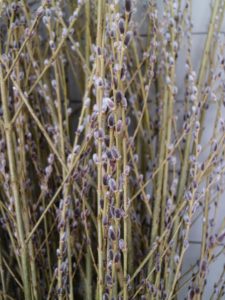 Here is a closer look at the pussy willow branches with their large velvety catkins that always create bold displays.