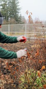 These roses that grow close to and along the fence look fuller every year – in part because of regular pruning. Wilmer cuts any superfluous branches or shoots for better-shape.