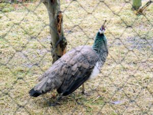 Here is one of my India Blue peahens taking a look at the pruning process. All my peafowl are enclosed at this time, so we can put them in their coops easily when it gets too cold.