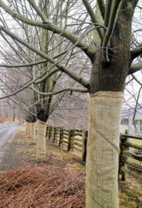 The trees are wrapped in burlap to protect them from frost and any creatures that may like chewing on the bark. Lindens like full sun or partial shade and moist, well-drained soil. These trees prefer neutral to alkaline pH, but can tolerate slightly acidic soils as well.