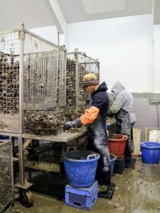 When the cage's hatch is raised, the oysters come tumbling down. The crew uses a stainless steel bar called a "chipping tool" to clear away debris from the shells.