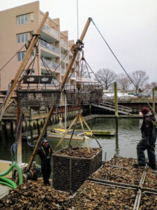Cages with spikes are dropped into the water and dragged along the sea floor to scoop up the oysters. Then they are collected in giant cages on the boat. Each cage is offloaded by forklift and transported to the processing room.