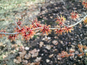 Witch hazels can thrive in many gardens given the right conditions and care. I love seeing the witch hazels in bloom - it's a good sign that spring is just around the corner.