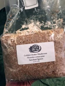 Sawdust spawn consists of mycelium grown into hardwood sawdust. This is our bag of Golden oyster sawdust spawn.