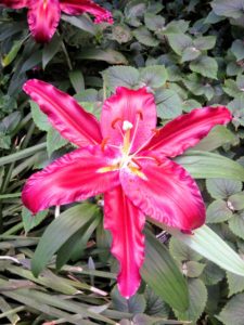 Oriental lily, Lilium ‘Scorpio’ - it's among the brightest red oriental lilies ever bred. It produces magnificent bright fire engine red flowers with a pretty scent. Its stems are sturdy and the petals have a slight pie crust ruffle on the edges.